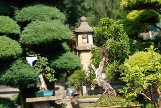 Bonsai trees still-life. Miniatures in a peaceful Japanese garden.