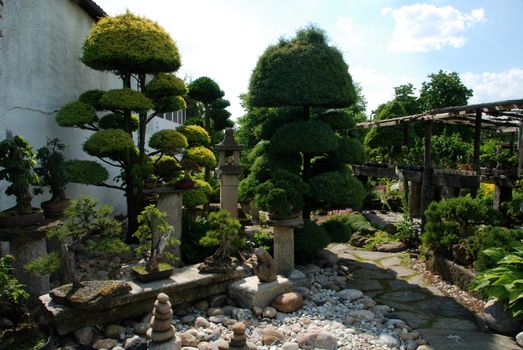 Bonsai trees still-life. Miniatures in a peaceful Japanese garden.