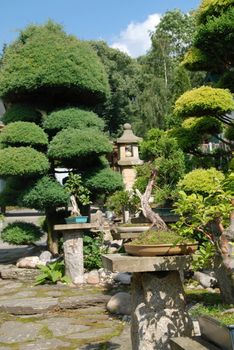 Bonsai trees still-life. Miniatures in a peaceful Japanese garden.