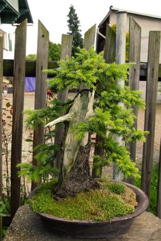 Bonsai trees still-life. Miniatures in a peaceful Japanese garden.