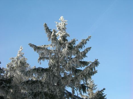           Big spruce is covered by a great amount of snow