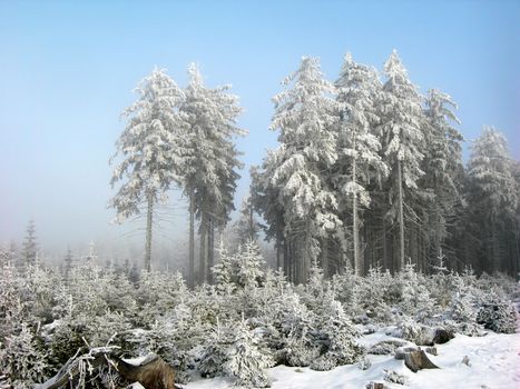           Forest in winter. Trees are heavily covered by snow.     