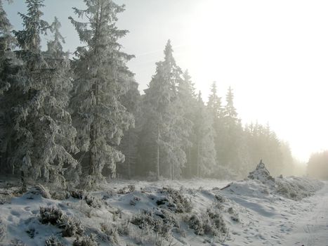 Forest in winter. Trees are heavily covered by snow.     