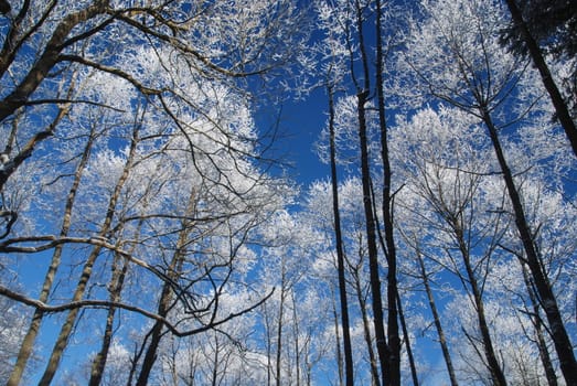  Photo of a frozen forest covered by snow