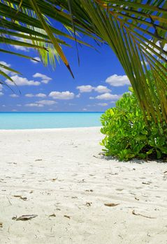 Beautiful tropical beach with white sand and palm in the Maldives