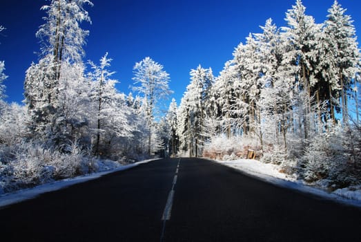  Photo of a road in the frozen forest 