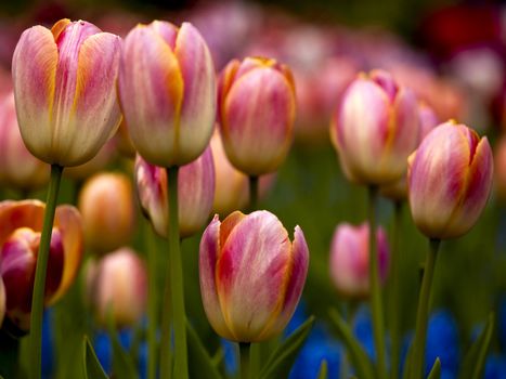 Picture of beautiful tulips on shallow deep of field