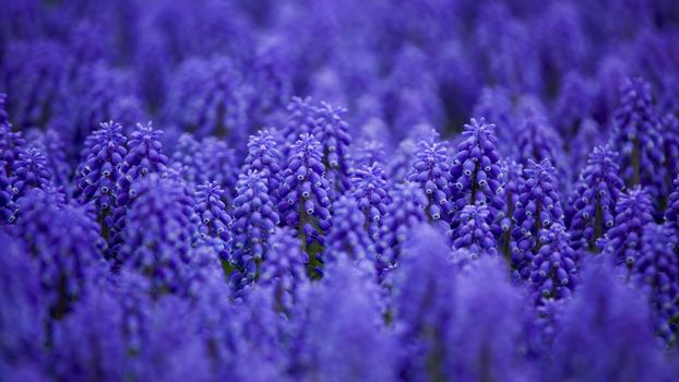 Beautiful flowers field full of Muscari armeniacum

