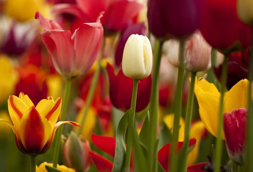 Picture of beautiful tulips on shallow deep of field