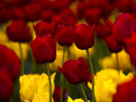 Picture of beautiful tulips on shallow deep of field