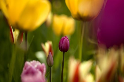 Picture of beautiful tulips on shallow deep of field