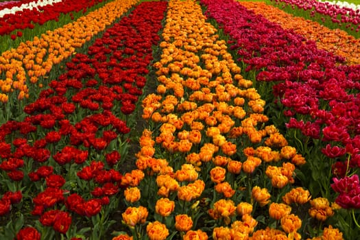 Spring field full of beautiful and colorful tulips