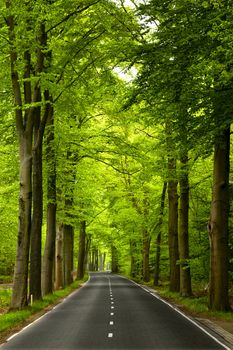 Beautiful road in the middle of beautiful trees