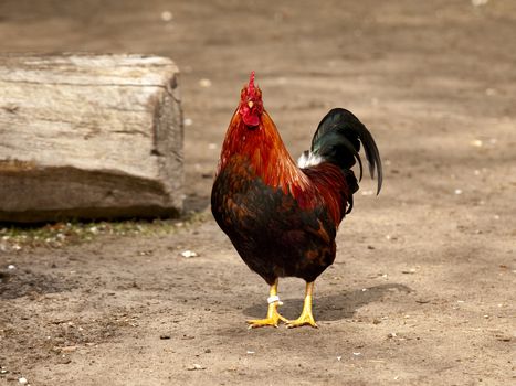 Beautiful spécime of a cock in a biologic farm