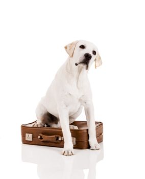 Beautiful dog of breed Labrador retriever sitting over a baggage