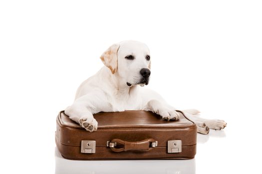 Beautiful dog of breed Labrador retriever lying over a baggage