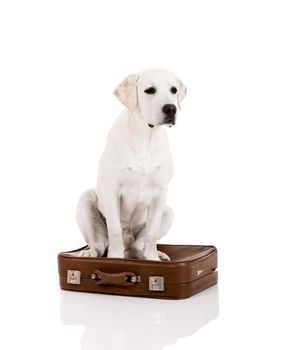 Beautiful dog of breed Labrador retriever sitting over a baggage