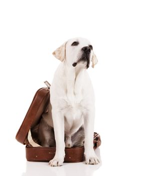 Beautiful dog of breed Labrador retriever sitting inside a open baggage