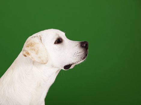 Beautiful dog of breed Labrador sitting and isolated on green