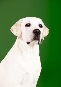 Beautiful dog of breed Labrador sitting and isolated on green