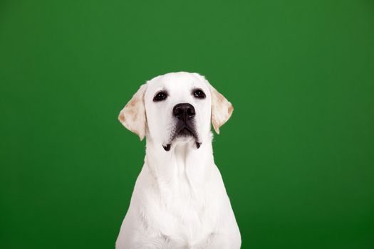 Beautiful dog of breed Labrador sitting and isolated on green