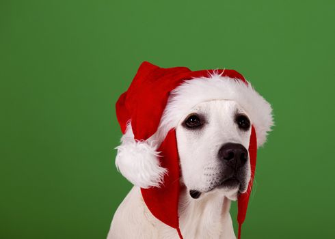 Portrait of a Labrador Retriever with a Santa hat isolated on a green background
