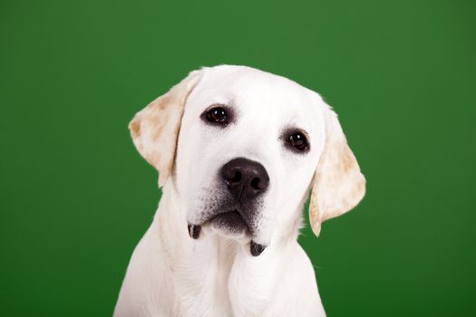 Beautiful dog of breed Labrador sitting and isolated on green