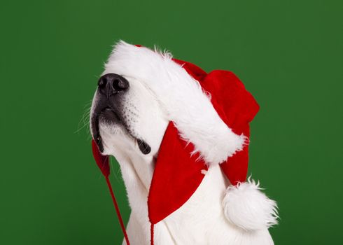 Portrait of a Labrador Retriever with a Santa hat isolated on a green background