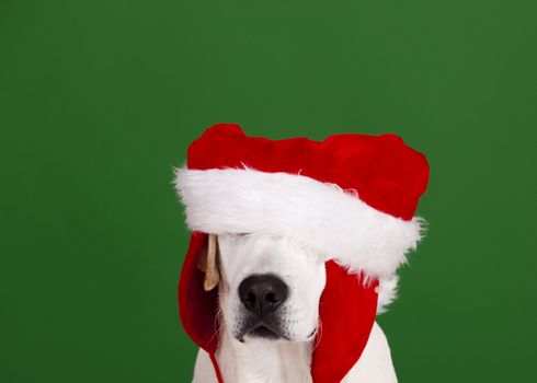 Portrait of a Labrador Retriever with a Santa hat isolated on a green background