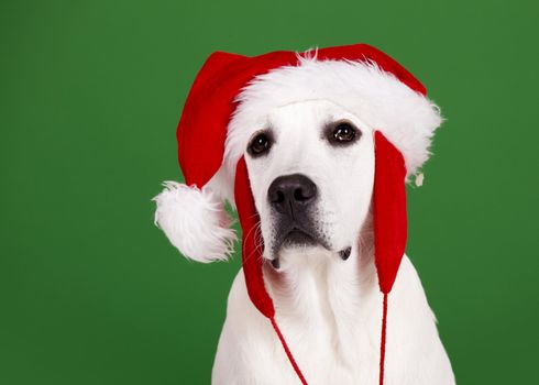 Portrait of a Labrador Retriever with a Santa hat isolated on a green background