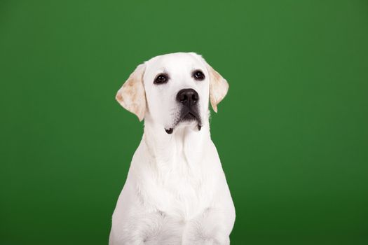 Beautiful dog of breed Labrador sitting and isolated on green