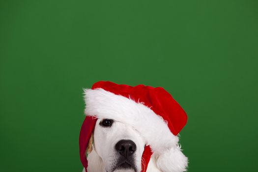 Portrait of a Labrador Retriever with a Santa hat isolated on a green background