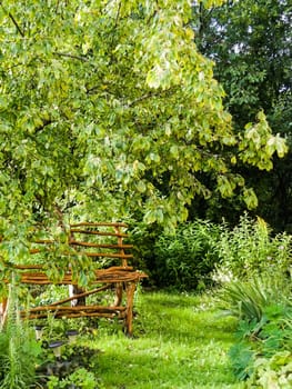 bench under an apple tree in the garden
