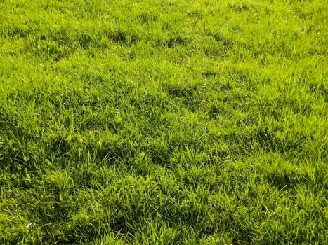 background of green grass with small flowers