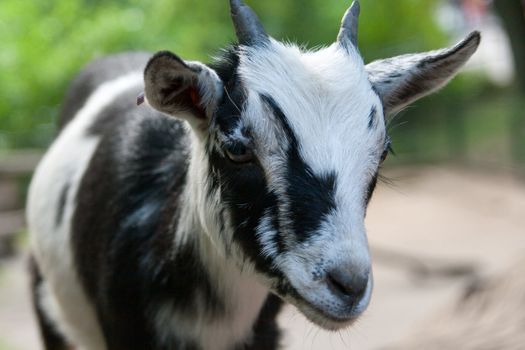 Portrait of a beautiful goat on a farm