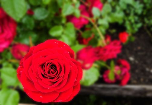 roses in the garden after the rain