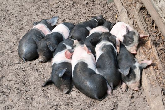 Piglets curled up against each other sleeping