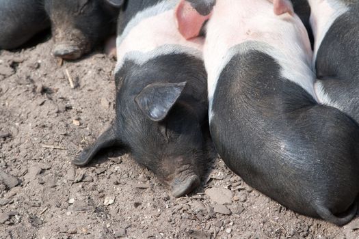 Piglets curled up against each other sleeping