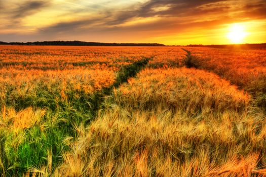 Breath talking landscape of colorful sunset over a ripening cereal field, wheat or barley, hdr rendering.