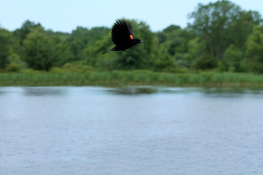 Red-winged black bird in flight