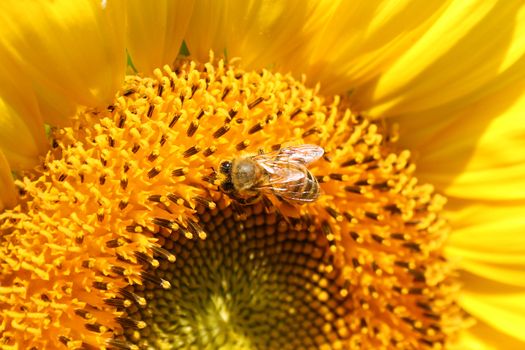 A Sunflower with honey bee macro