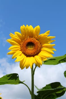 A sunflower on a sunny day