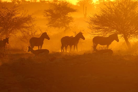 Sunset at the Okaukeujo waterhole, Namibia