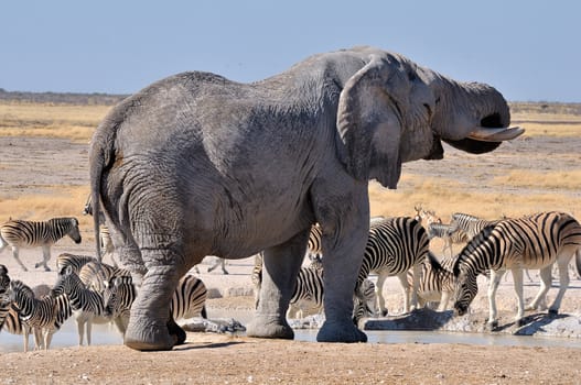 Elephant drinking water in the Etosha National Park, Namibia