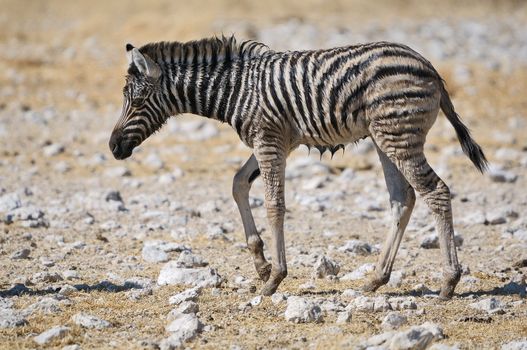 A wet Zebra foal in the Etosha National Park, Namibia