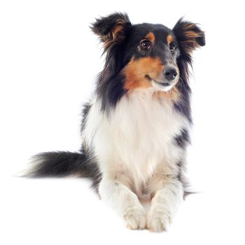 portrait of a purebred shetland dog in front of white background