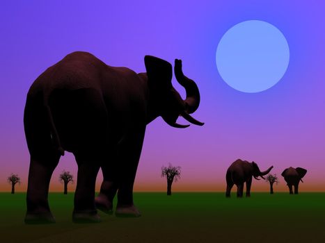 Shadows of three elephants standing between baobabs in the savannah by night with moon