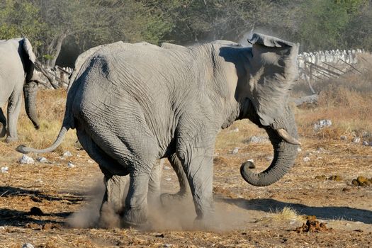 An Elephant charging another elephant, Okaukeujo waterhole, Etosha National Park, Namibia