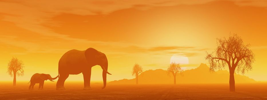 Little elephant holding its mum's queue in the savannah with baobabs by sunset