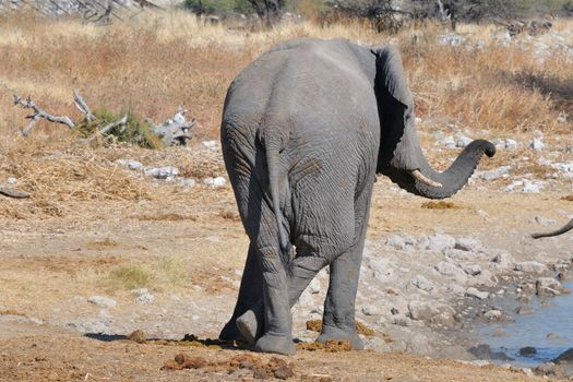 Elephant standing at ease at Okaukeujo in the Etosha National Park, Namibia